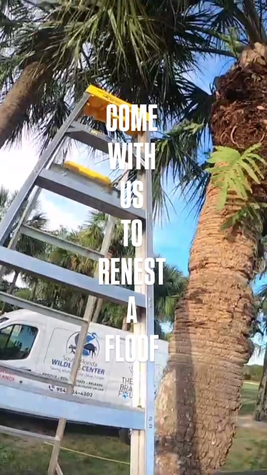 Post 1 by South Florida Wildlife Center on TikTok (video)