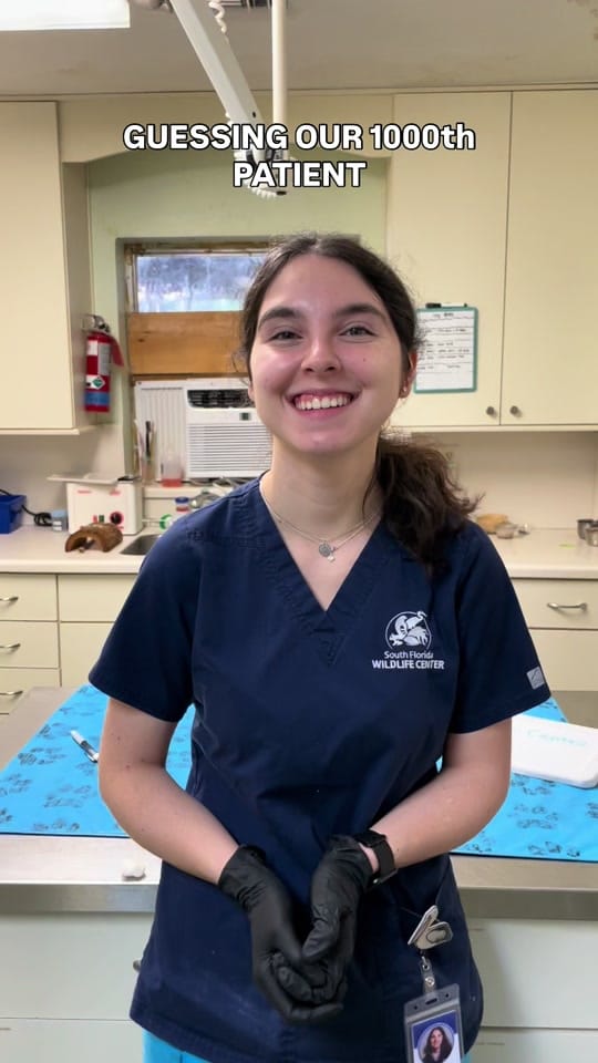 Post 10 by South Florida Wildlife Center on TikTok (video)