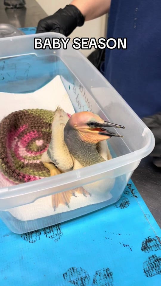 Post 5 by South Florida Wildlife Center on TikTok (video)