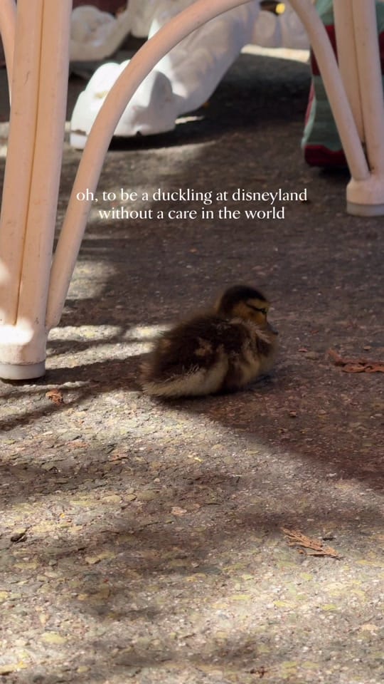 Post 6 by Sariah Stout on TikTok (video)