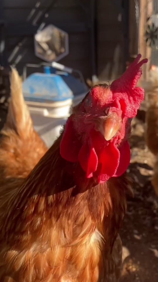 Post 8 by Mary♥️🐓🤘 on TikTok (video)