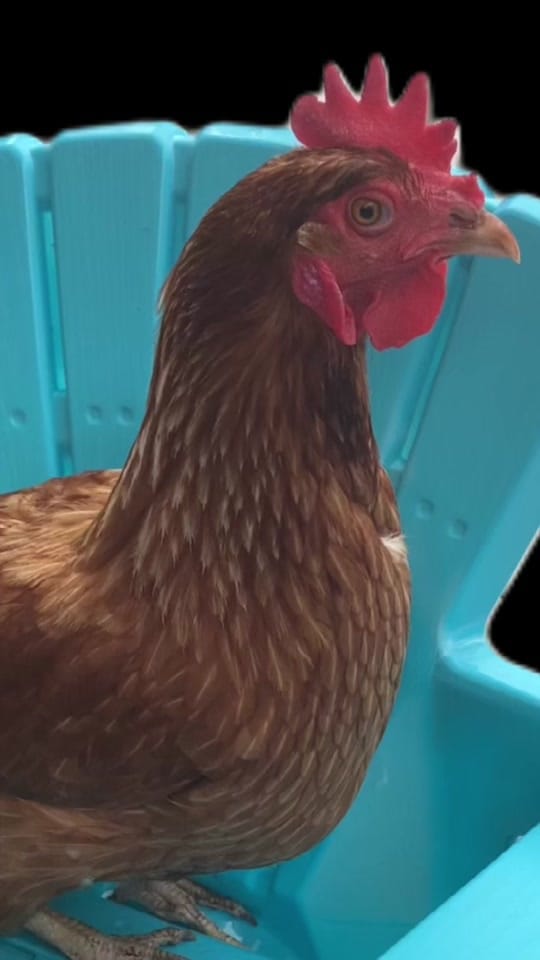 Post 9 by Mary♥️🐓🤘 on TikTok (video)
