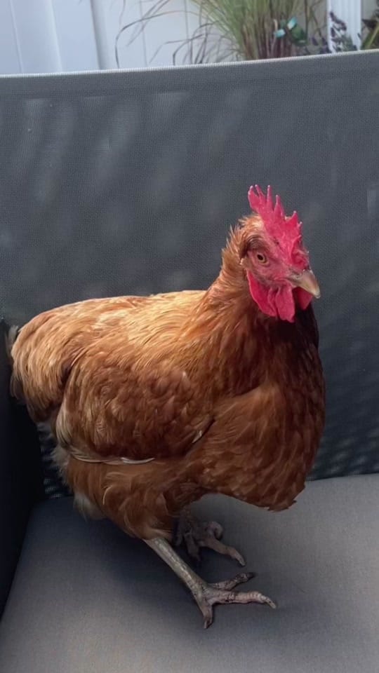 Post 6 by Mary♥️🐓🤘 on TikTok (video)