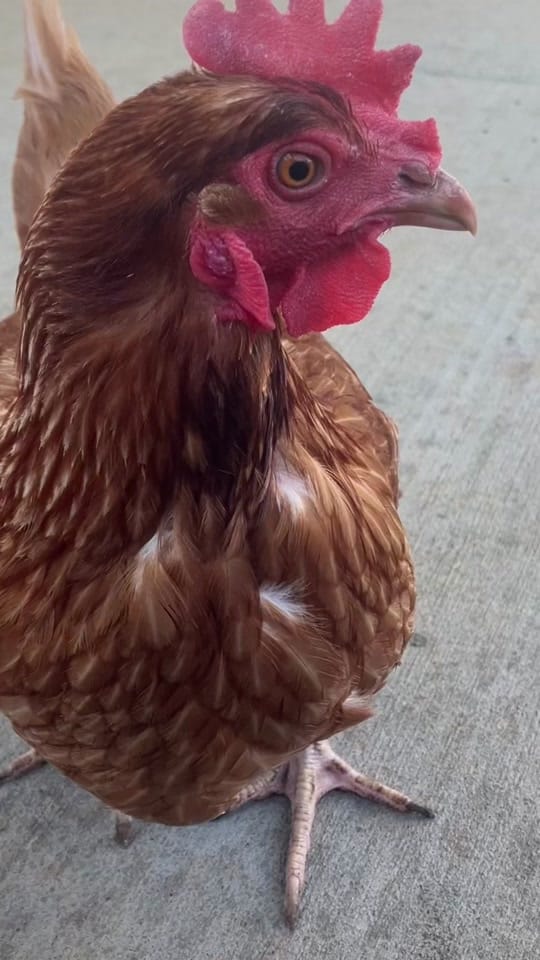 Post 10 by Mary♥️🐓🤘 on TikTok (video)