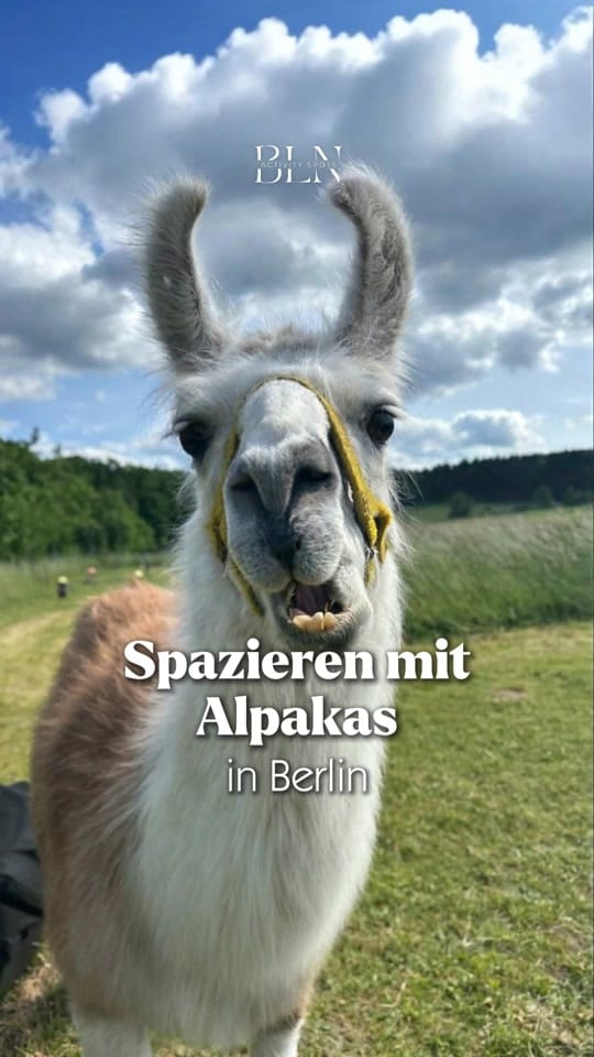 Post 6 by Berlin Activity Spots on TikTok (video)