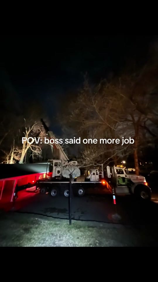 Post 6 by Southernscapestreeexperts on TikTok (video)