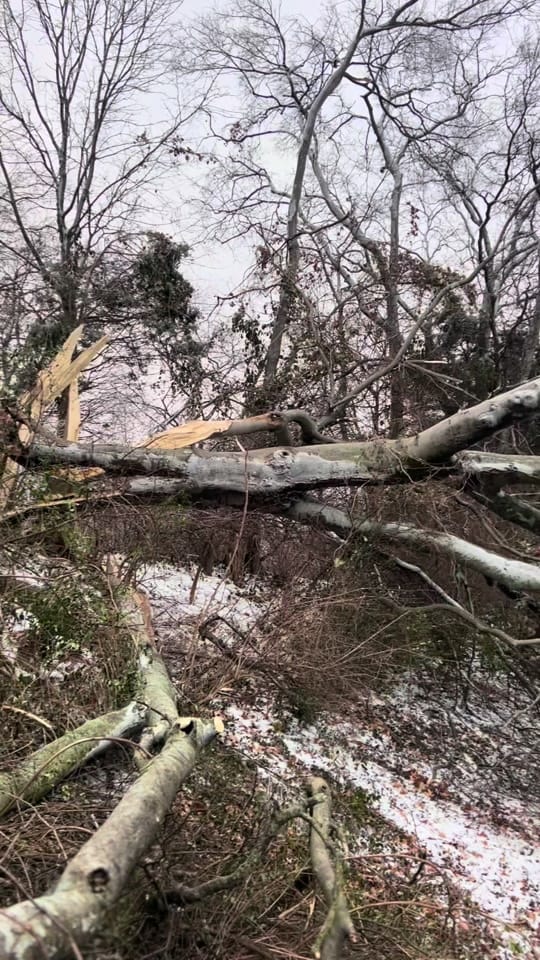 Post 9 by Southernscapestreeexperts on TikTok (video)