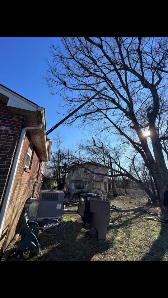 Post 4 by Southernscapestreeexperts on TikTok (video)
