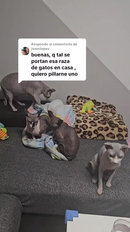 Post 5 by A N D R E A on TikTok (video)