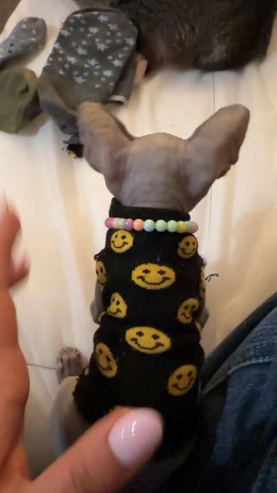 Post 5 by Cindy Lu on TikTok (video)