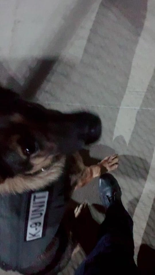 Post 2 by K9 Wyatt and Branden on TikTok (video)