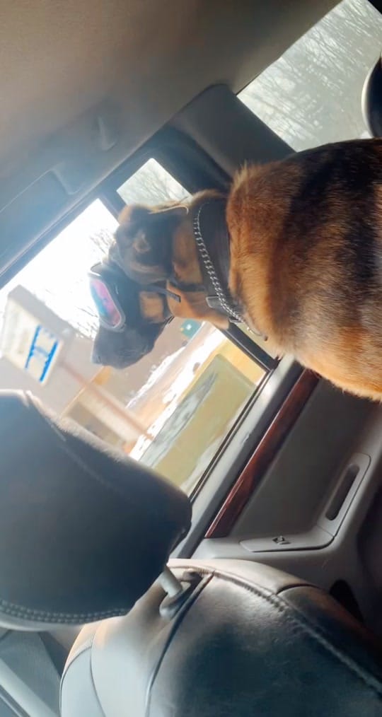 Post 4 by K9 Wyatt and Branden on TikTok (video)