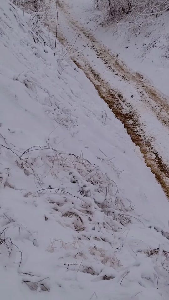 Post 3 by K9 Wyatt and Branden on TikTok (video)