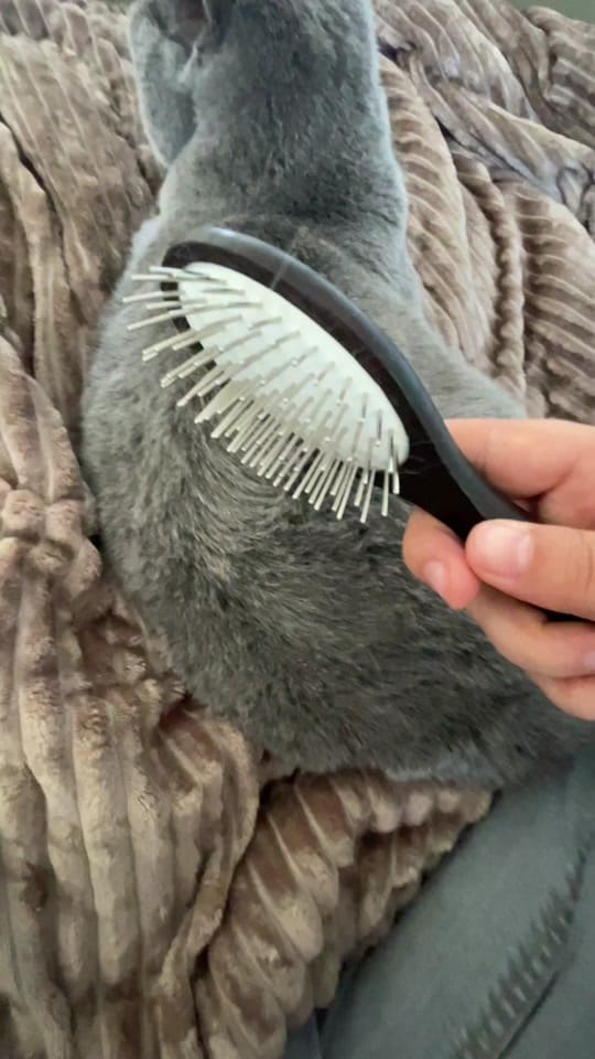 Post 4 by Caro & Fellnasen 🐾 on TikTok (video)