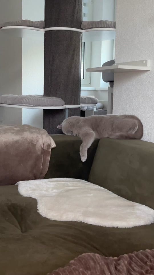 Post 2 by Caro & Fellnasen 🐾 on TikTok (video)