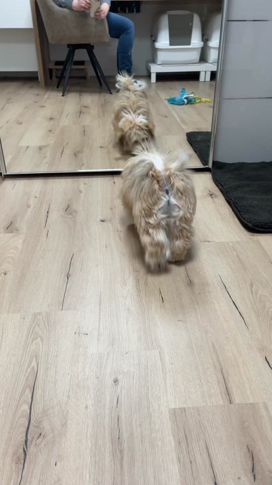 Post 8 by Caro & Fellnasen 🐾 on TikTok (video)