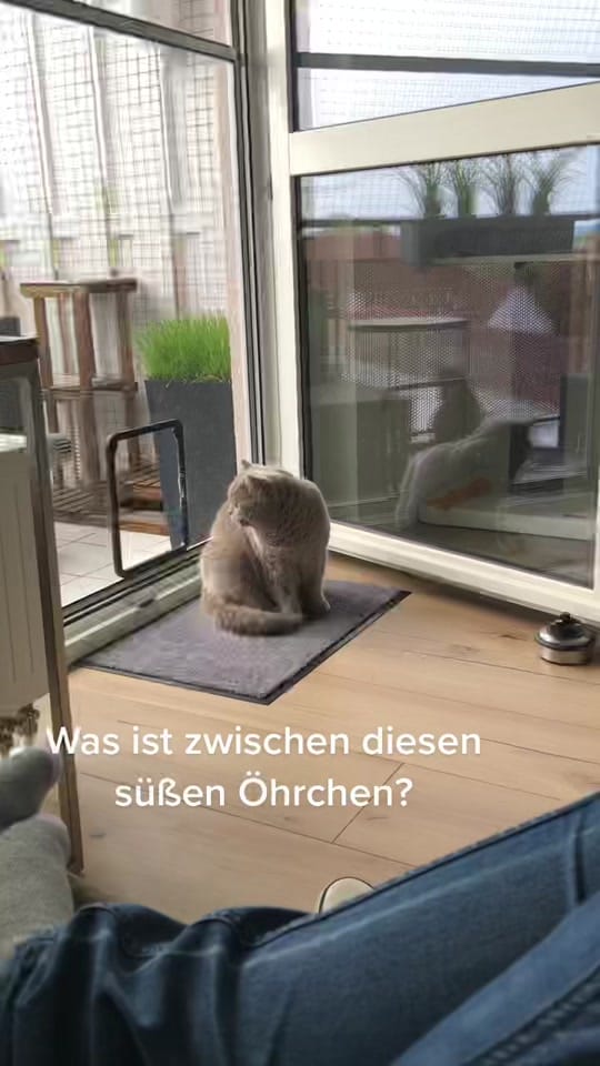 Post 9 by Caro & Fellnasen 🐾 on TikTok (video)