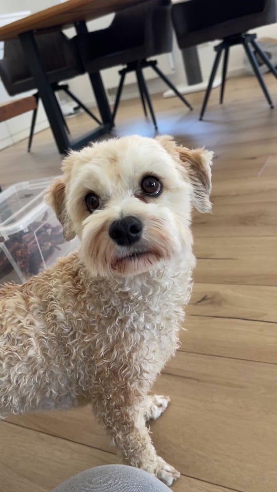 Post 5 by Caro & Fellnasen 🐾 on TikTok (video)
