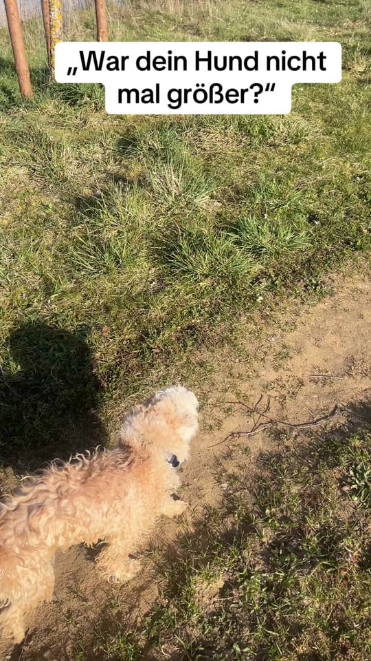 Post 6 by Caro & Fellnasen 🐾 on TikTok (video)