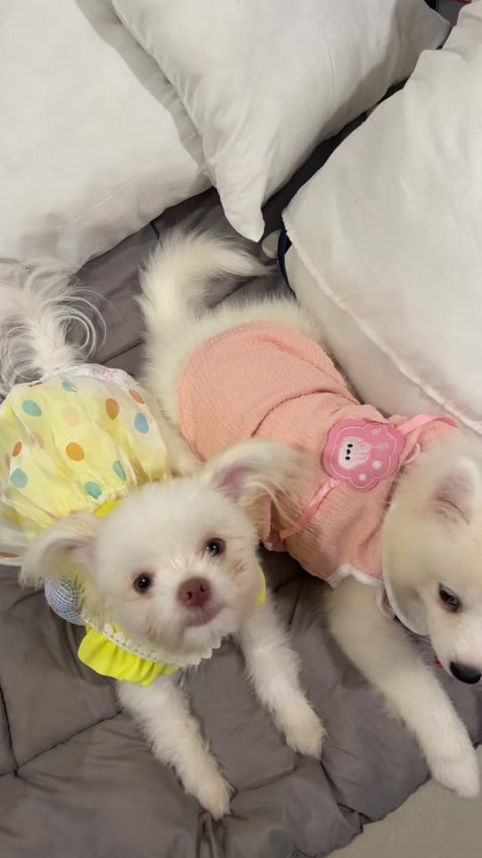 Post 2 by Mulan and Bella on TikTok (video)