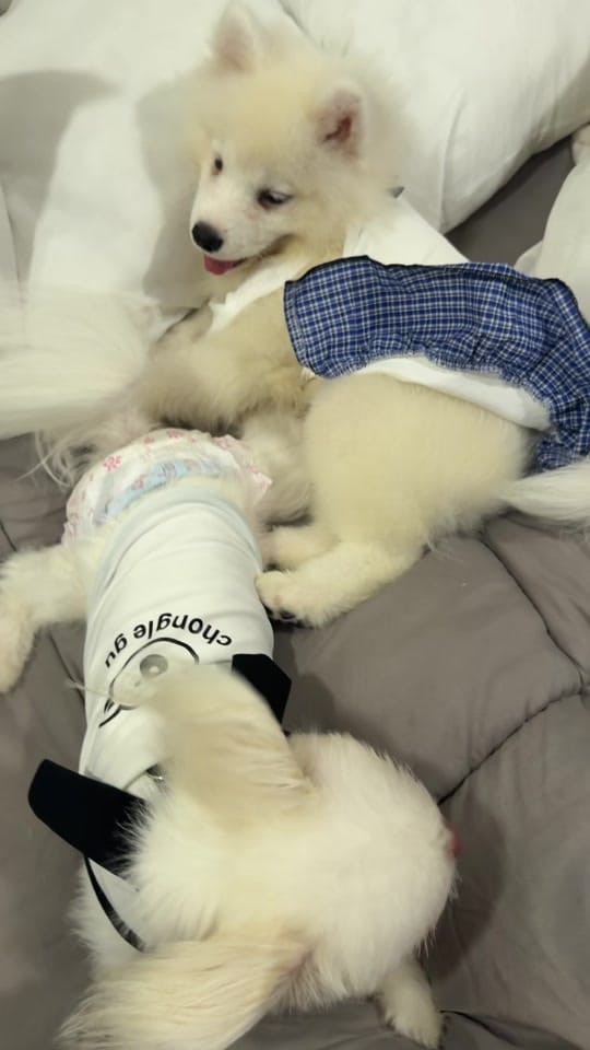 Post 3 by Mulan and Bella on TikTok (video)