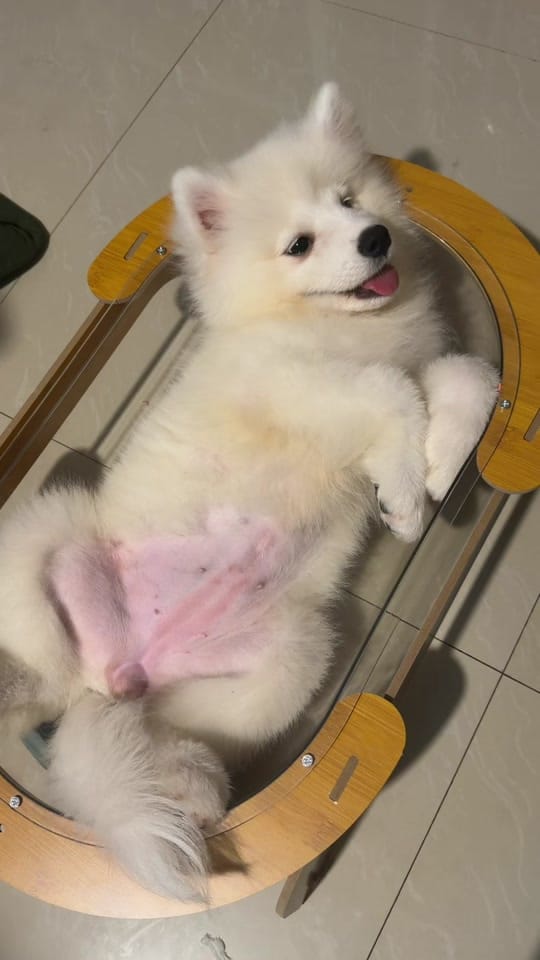 Post 5 by Mulan and Bella on TikTok (video)