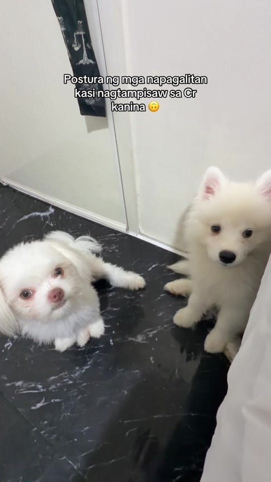 Post 10 by Mulan and Bella on TikTok (video)