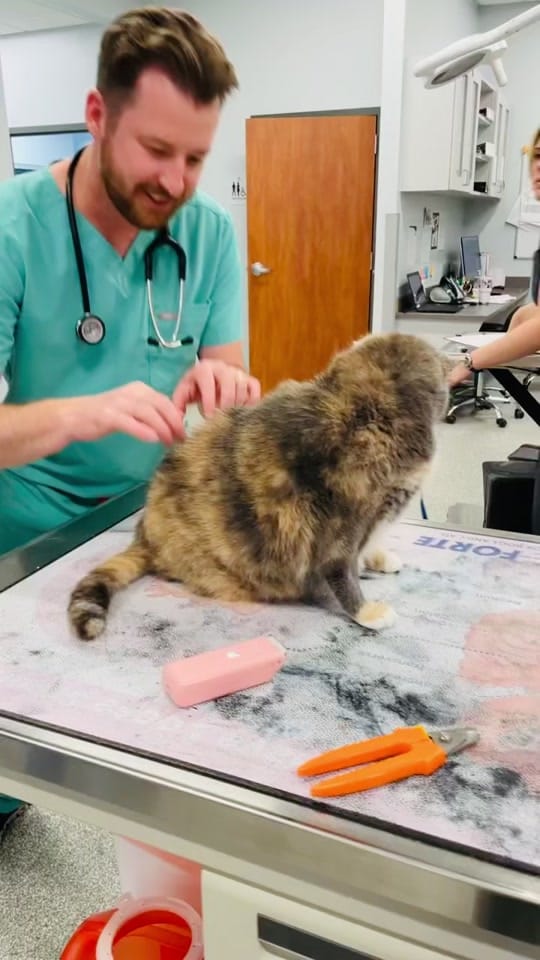 Post 9 by ArkAnimalHospital on TikTok (video)