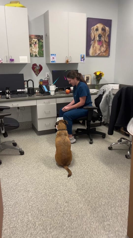 Post 1 by ArkAnimalHospital on TikTok (video)