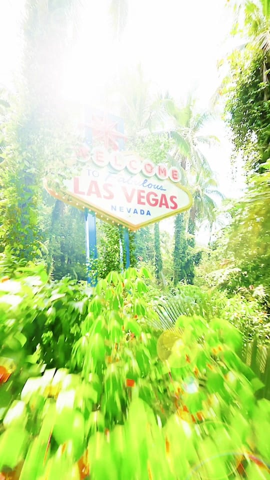 Post 6 by Palm Tree Beach Club on TikTok (video)