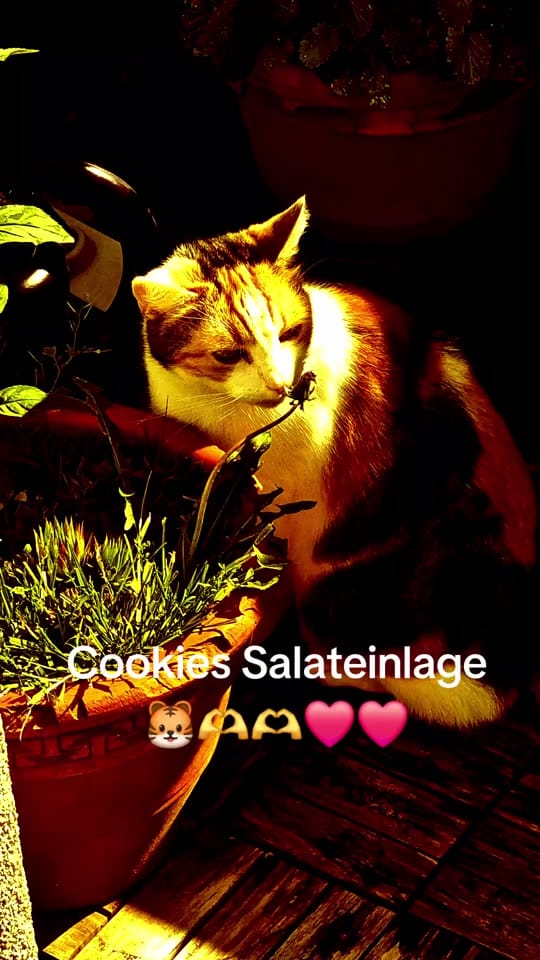 Post 4 by andreas on TikTok (video)