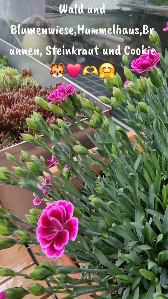 Post 1 by andreas on TikTok (video)