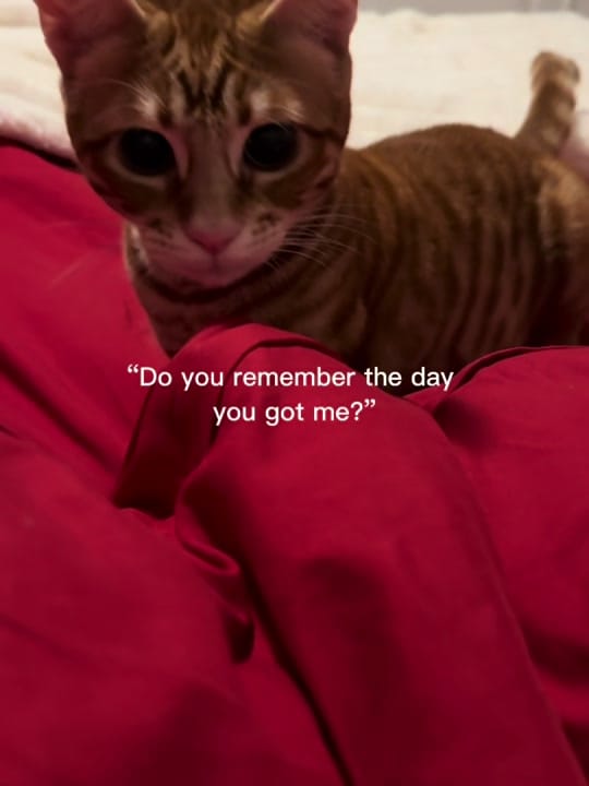 Post 5 by Fatima🪬 on TikTok (video)