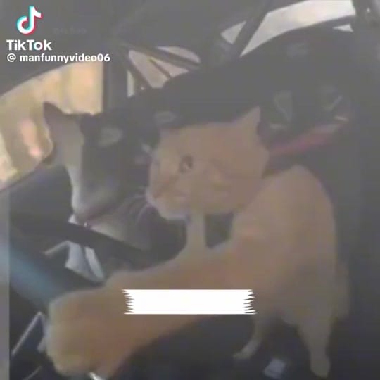 Post 2 by Klaas Siker on TikTok (video)