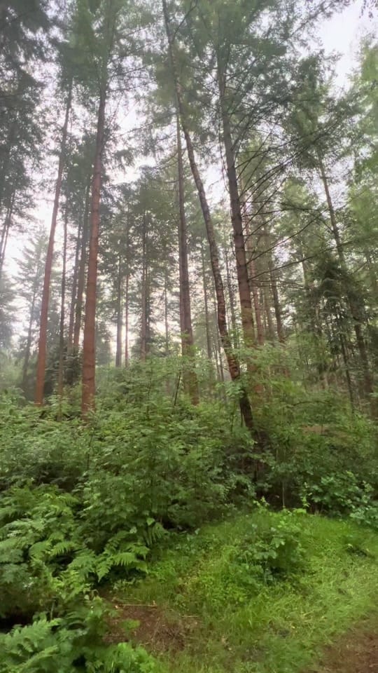 Post 7 by Klaas Siker on TikTok (video)