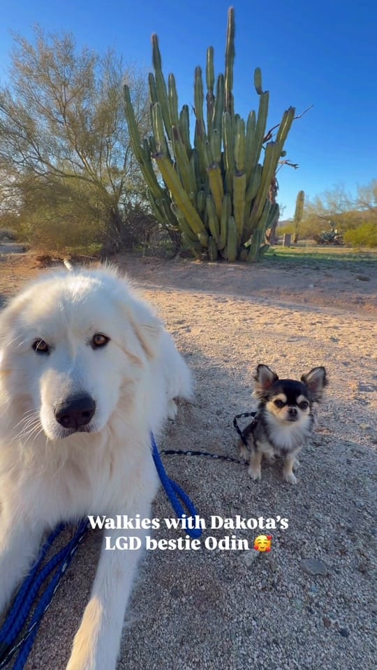 Post 5 by TheRollinBoles on TikTok (video)