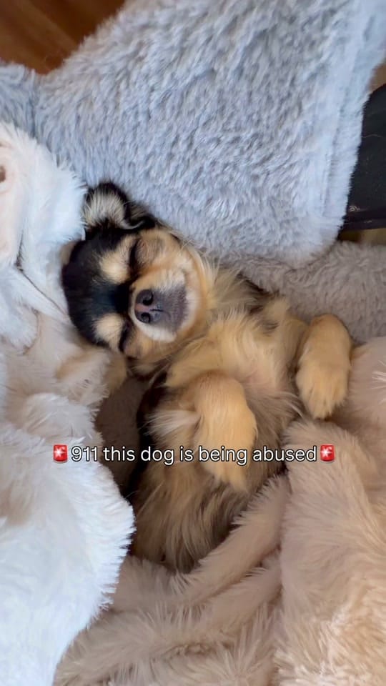 Post 3 by TheRollinBoles on TikTok (video)