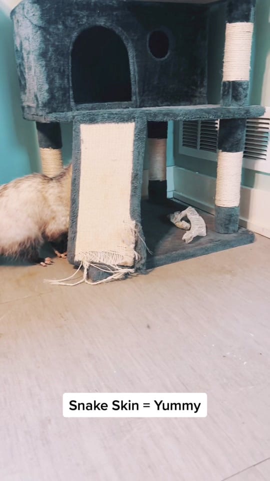 Post 5 by Critter Crossing Rehab on TikTok (video)