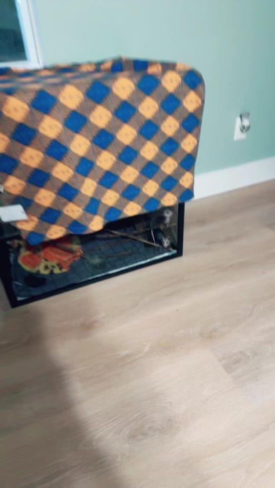 Post 3 by Critter Crossing Rehab on TikTok (video)