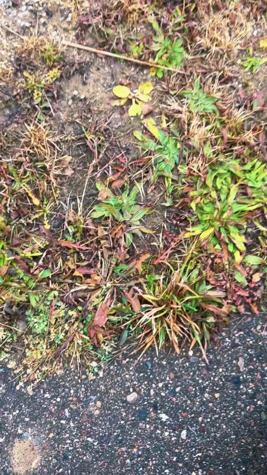 Post 10 by Critter Crossing Rehab on TikTok (video)