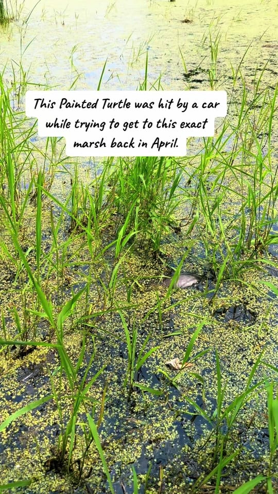 Post 1 by Critter Crossing Rehab on TikTok (video)