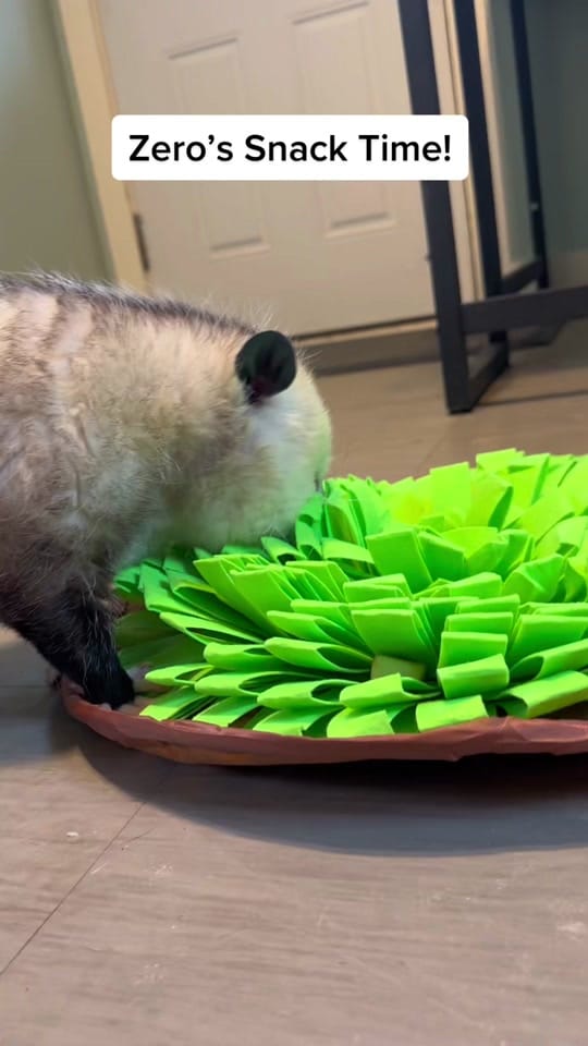 Post 6 by Critter Crossing Rehab on TikTok (video)