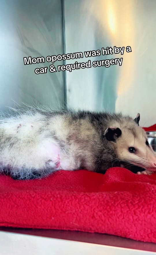 Post 2 by Critter Crossing Rehab on TikTok (video)