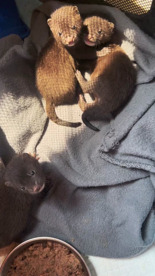 Post 4 by Critter Crossing Rehab on TikTok (video)