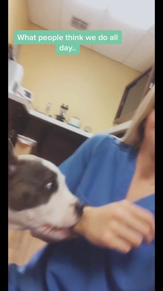 Post 4 by Exotic Vet Techs on TikTok (video)