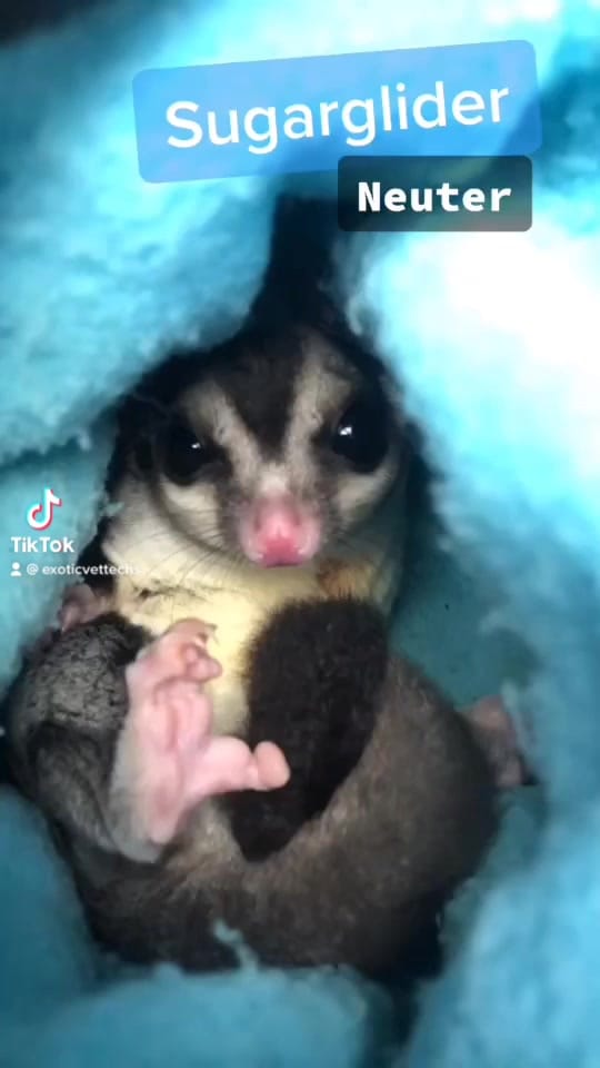 Post 1 by Exotic Vet Techs on TikTok (video)