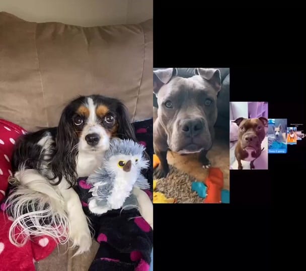 Post 6 by Exotic Vet Techs on TikTok (video)