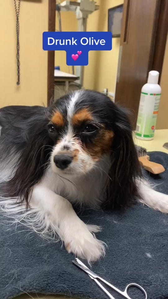 Post 8 by Exotic Vet Techs on TikTok (video)