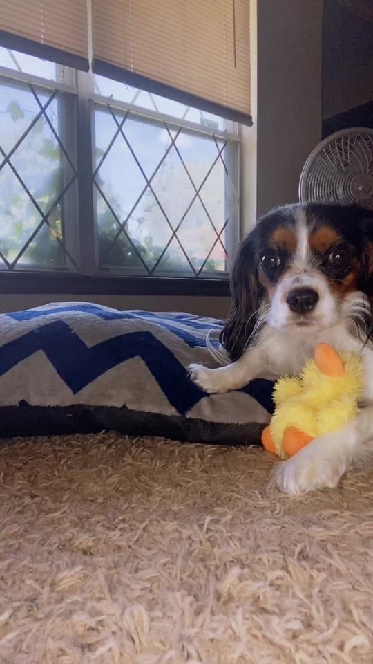 Post 5 by Exotic Vet Techs on TikTok (video)