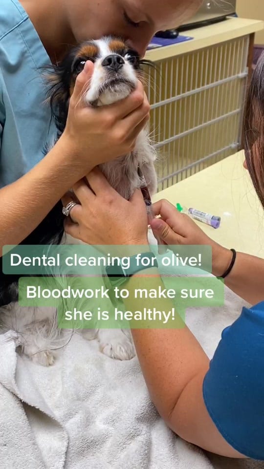 Post 9 by Exotic Vet Techs on TikTok (video)